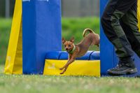 Hundefreunde Windeck klein-Hunde Agility 13.07.23-77