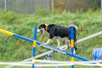 Herbstfest 2022 Agility -6