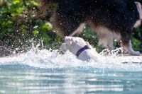 Hundeschwimmen 2023 Verein -1