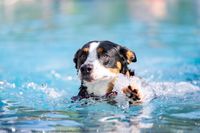 Hundeschwimmen 2023 Verein -271