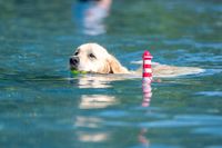 Hundeschwimmen 2023 Verein -294