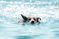 Hundeschwimmen 2023 Verein -346