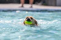 Hundeschwimmen 2023 Verein -352