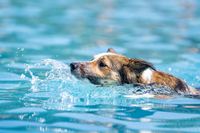 Hundeschwimmen 2023 Verein -386