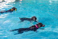 Hundeschwimmen 2023 Verein -434