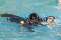 Hundeschwimmen 2023 Verein -477