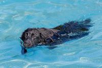 Hundeschwimmen 2023 Verein -493