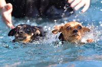 Hundeschwimmen Nala&amp;Lou (14)