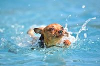 Hundeschwimmen Nala&amp;Lou (4)