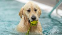Hundeschwimmen 01.10.22 -127