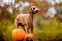 Hundefreunde Windeck Herbstfest K&uuml;rbis -17